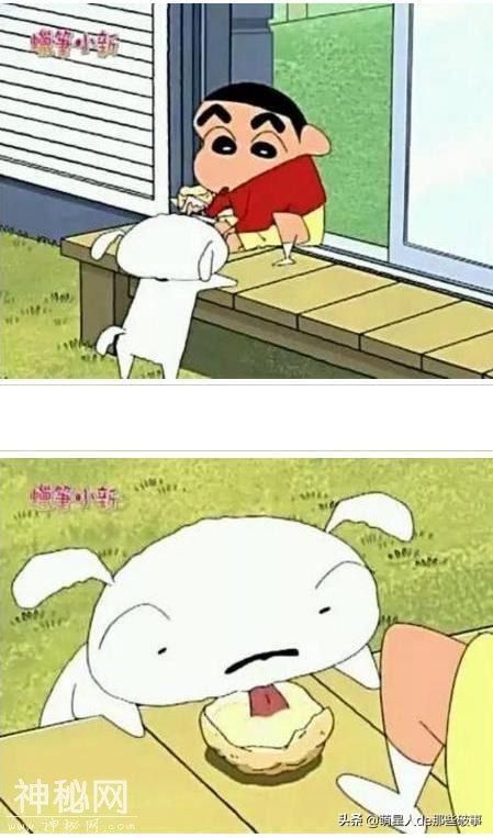 你知道么？我家有只身怀绝技的狗！-10.jpg