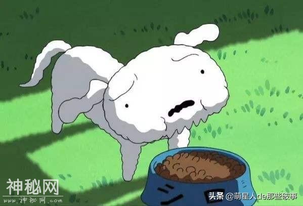 你知道么？我家有只身怀绝技的狗！-7.jpg