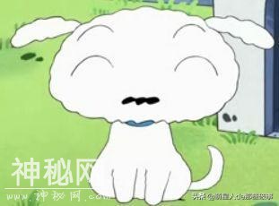 你知道么？我家有只身怀绝技的狗！-13.jpg
