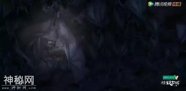 苦等十年，最走心的盗墓剧终于出现了-37.jpg