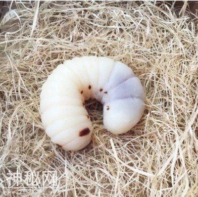 深海下的神秘物种，没嘴也没胃，靠身上的细菌来消化各种营养物质-5.jpg
