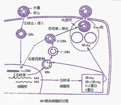 乙肝病毒变异和免疫清除-1.jpg