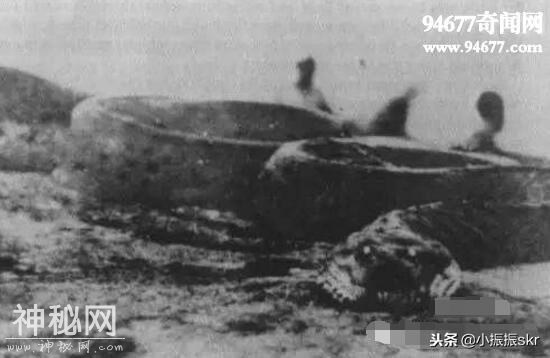 《野史》现实存在的恐怖蟒蛇精-3.jpg
