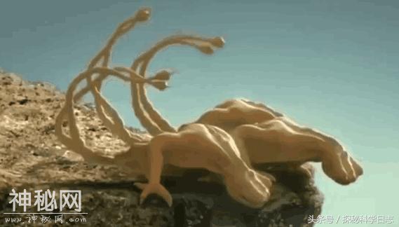 为星际航行，外星生命或已适应各种宇宙环境，比人类进化的更完美-1.jpg