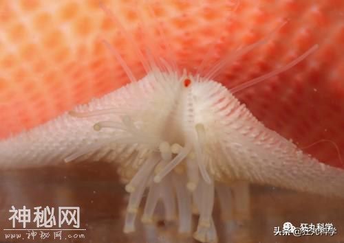 总有一些动物眼中的世界，让你觉得惊艳-25.jpg