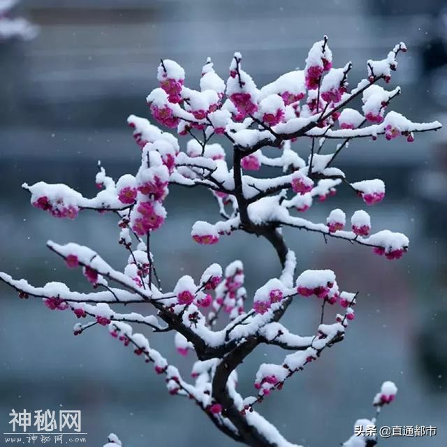 今日小寒：节气来由及民俗-9.jpg