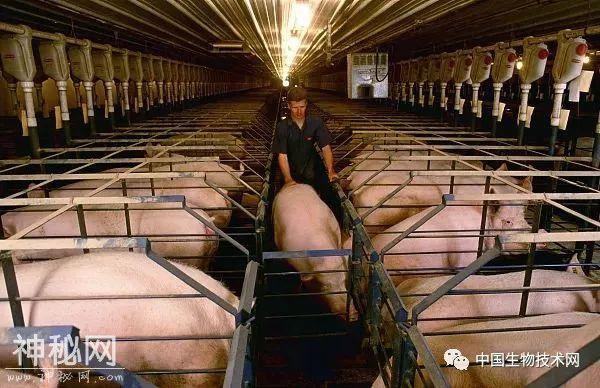 美日欧推进“人造肉”：1小块肌肉组织能培养一万公斤肉-21.jpg