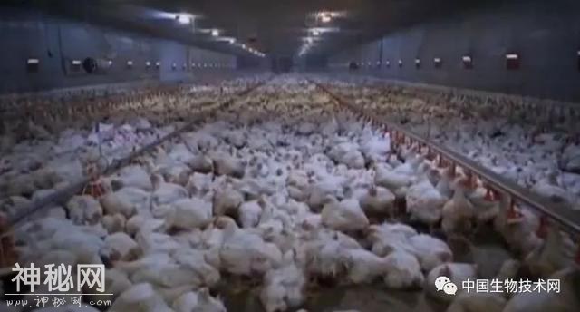 美日欧推进“人造肉”：1小块肌肉组织能培养一万公斤肉-25.jpg