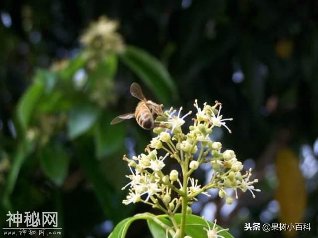 每日一讲！荔枝如何施用生物有机肥？-1.jpg