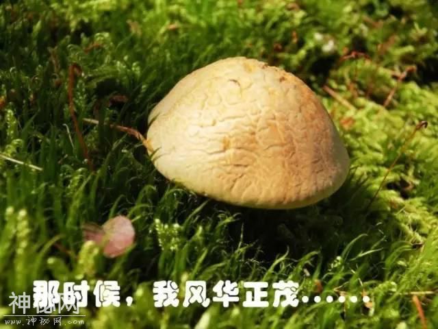 这片蘑菇的人生，就像地质人的一生！-1.jpg