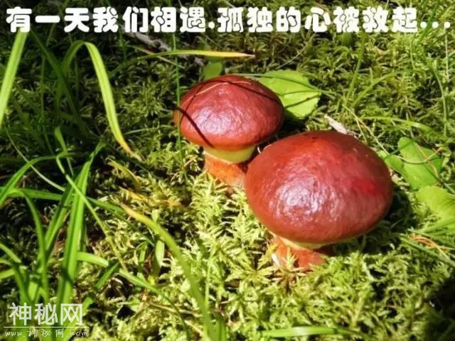 这片蘑菇的人生，就像地质人的一生！-3.jpg