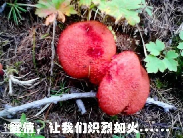 这片蘑菇的人生，就像地质人的一生！-4.jpg