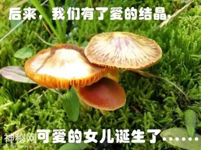 这片蘑菇的人生，就像地质人的一生！-5.jpg