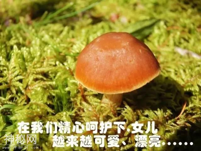 这片蘑菇的人生，就像地质人的一生！-7.jpg