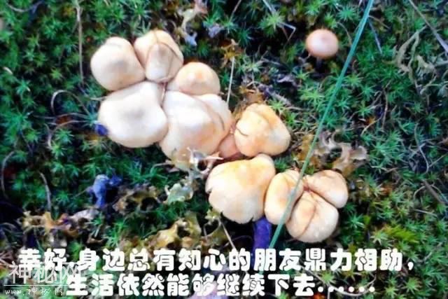 这片蘑菇的人生，就像地质人的一生！-11.jpg