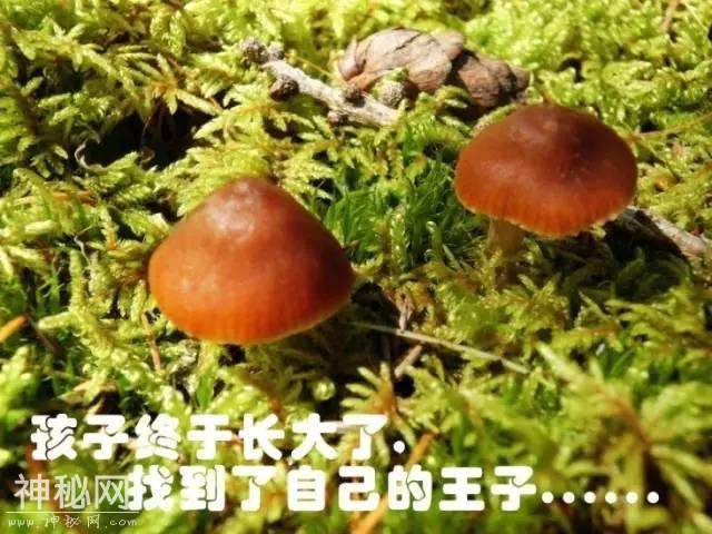 这片蘑菇的人生，就像地质人的一生！-12.jpg