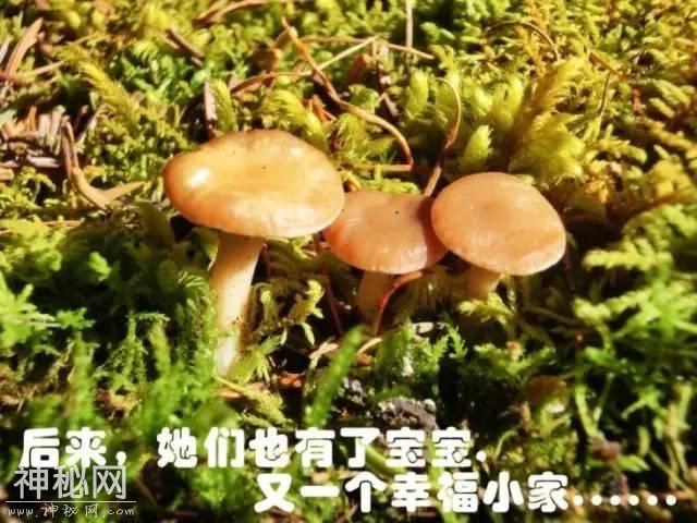 这片蘑菇的人生，就像地质人的一生！-14.jpg