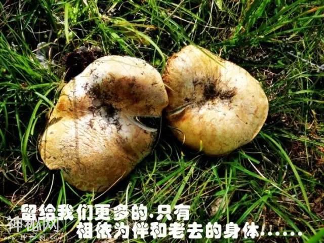 这片蘑菇的人生，就像地质人的一生！-15.jpg
