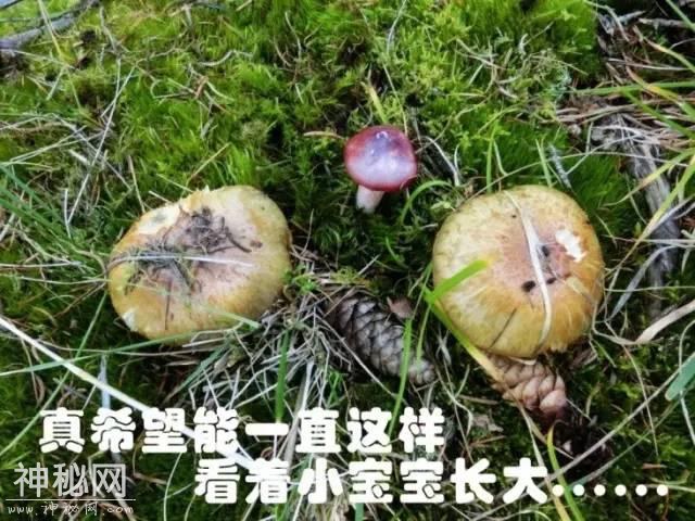 这片蘑菇的人生，就像地质人的一生！-17.jpg