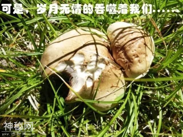 这片蘑菇的人生，就像地质人的一生！-18.jpg