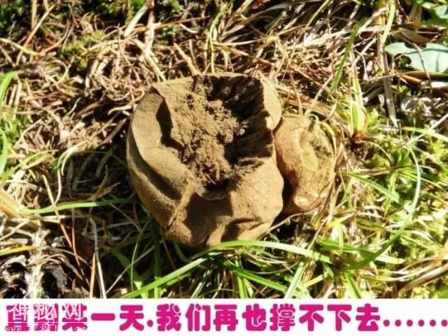 这片蘑菇的人生，就像地质人的一生！-19.jpg