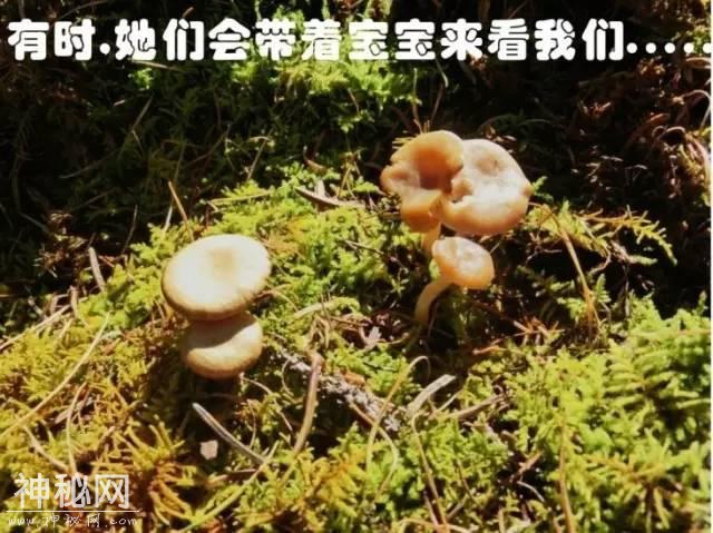 这片蘑菇的人生，就像地质人的一生！-16.jpg