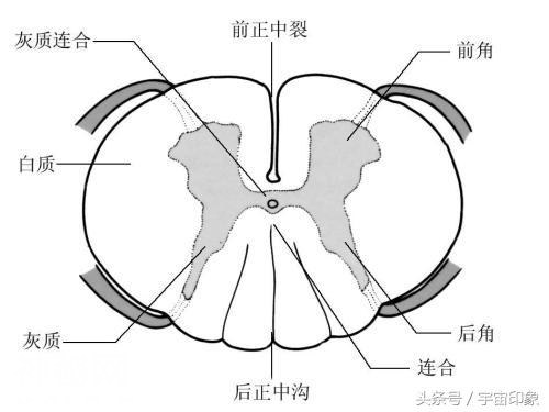 人类并非起源宇宙又添一关键证据，10名宇航员均出现了不可逆变化-3.jpg