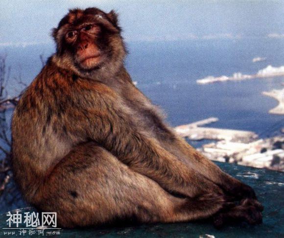 中国最近灭绝的10大动物-5.jpg