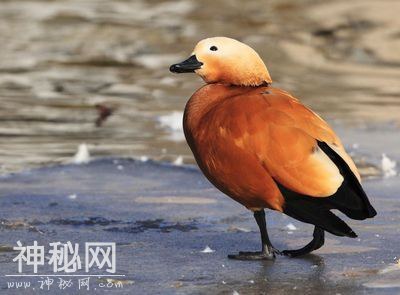 中国最近灭绝的10大动物-9.jpg