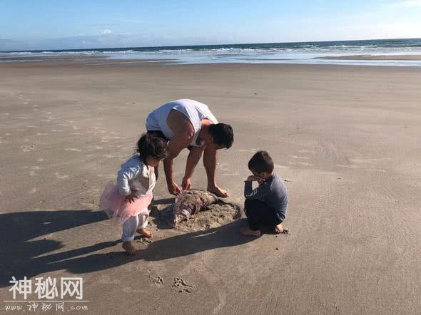 4岁小孩在海滩看见神秘“外星生物”，幸好没有伸手去摸！-3.jpg