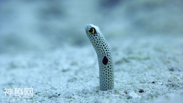海底10000米有生物存在吗？让科学家带你进入海底看个明白-4.jpg