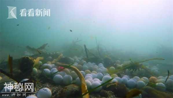 高中生潜水发现海底充斥高尔夫球 2年捞出5万颗-1.jpg