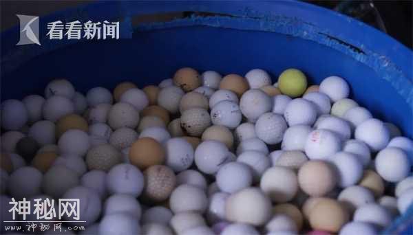 高中生潜水发现海底充斥高尔夫球 2年捞出5万颗-5.jpg