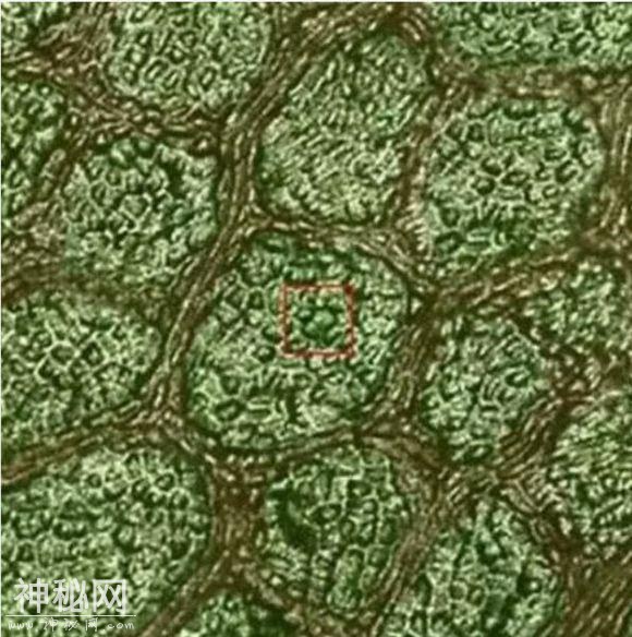 有科学家无意间将树叶放大一亿倍，然后看见了宇宙和星系-3.jpg