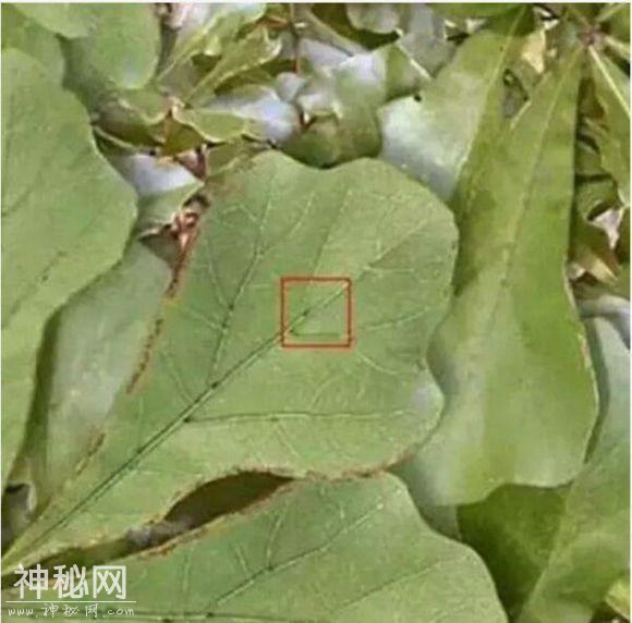 有科学家无意间将树叶放大一亿倍，然后看见了宇宙和星系-1.jpg