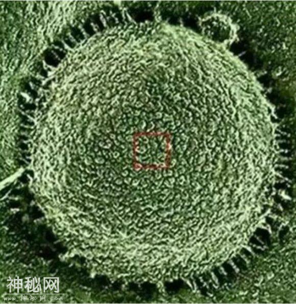 有科学家无意间将树叶放大一亿倍，然后看见了宇宙和星系-4.jpg