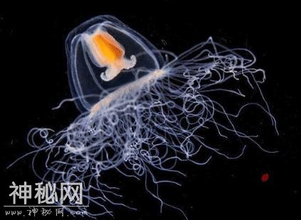 全球“最长寿”的5种生物，第一种换算成人的年龄相当于上万年-6.jpg