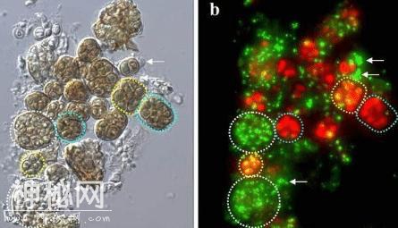 全球“最长寿”的5种生物，第一种换算成人的年龄相当于上万年-5.jpg