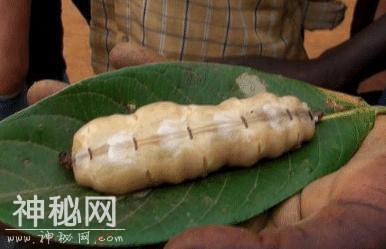 全球“最长寿”的5种生物，第一种换算成人的年龄相当于上万年-2.jpg