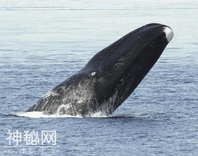 全球“最长寿”的5种生物，第一种换算成人的年龄相当于上万年-4.jpg