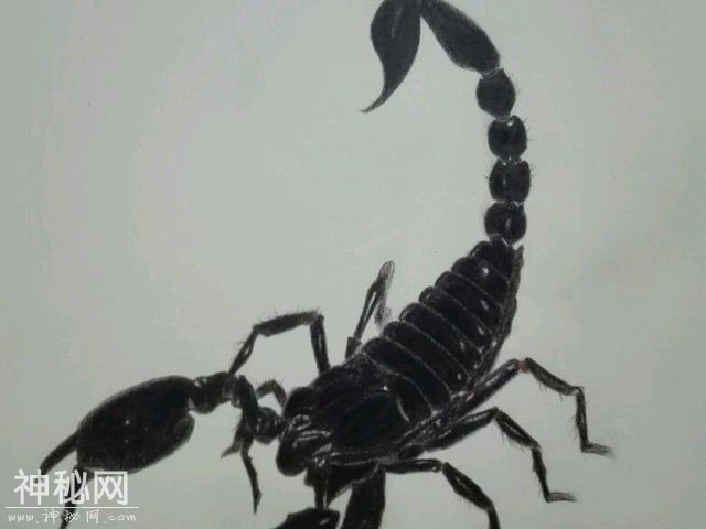 这种远古生物外形独特，科学家研究它的化石后，发现虾是它的远亲-1.jpg