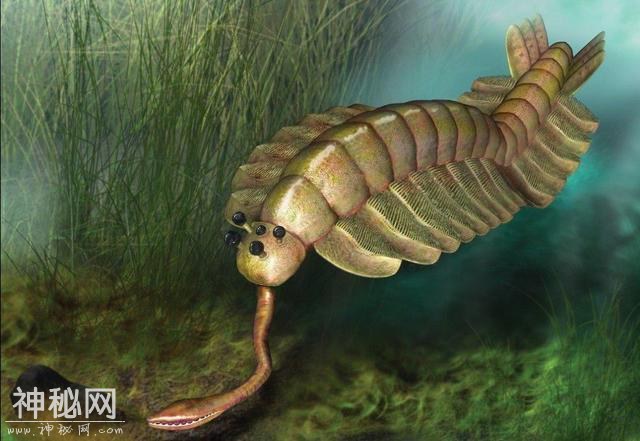 这种远古生物外形独特，科学家研究它的化石后，发现虾是它的远亲-2.jpg