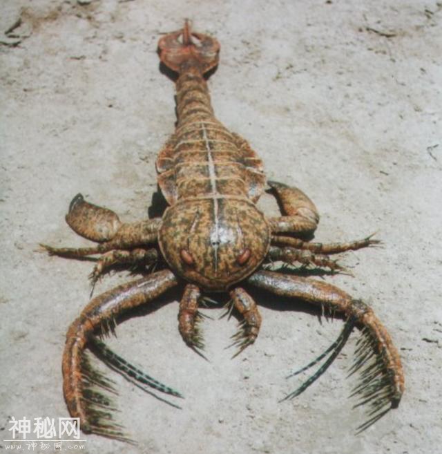 这种远古生物外形独特，科学家研究它的化石后，发现虾是它的远亲-3.jpg