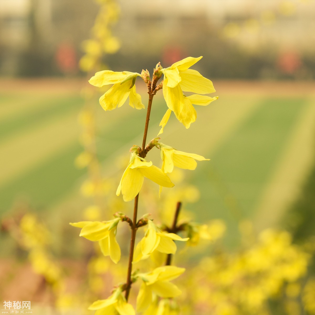 图虫人文摄影：迎春花-3.jpg