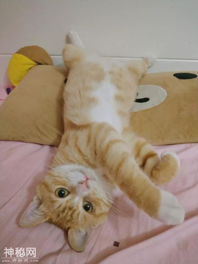 这些24小时动物医院，关键时刻能救猫狗一命！-7.jpg