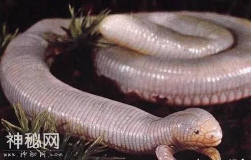 5种隐匿的未知生物，第3种曾于一年中被人发现上千次-2.jpg