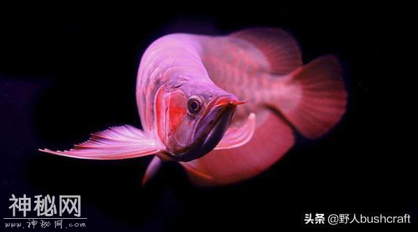 清明将至，盘点我国7种动物供奉你听过几种？-2.jpg