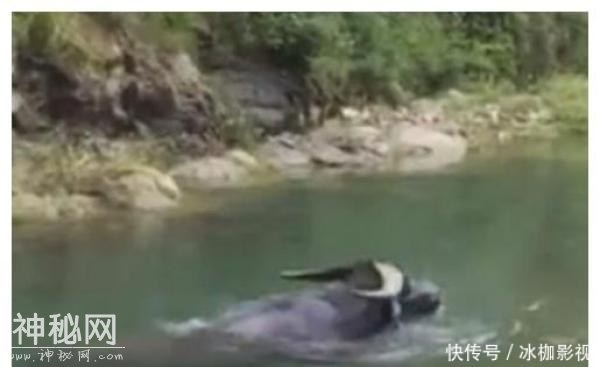 女子在河边洗衣服，意外发现一只水怪，仔细看清后尴尬万分-3.jpg