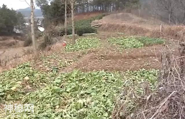 村民茶园干活竟挖出10岁童尸！调查后发现，凶手身份极其“特殊”……-1.jpg
