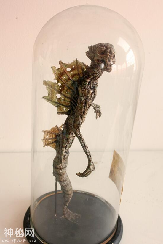 神奇动物在这里，你一定没见过的未知生物收藏展（三）-2.jpg